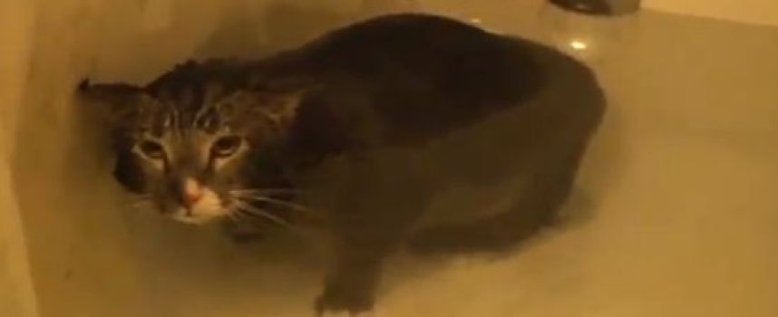 Le pauvre chat qui miaule sous l'eau dans la baignoire
