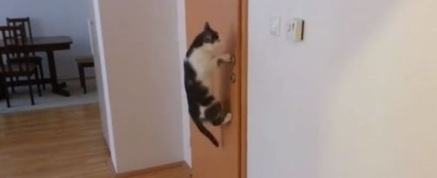 Un chat ouvre 5 portes pour aller dehors
