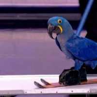 Mark Steiger et ses perroquets, La France a un Incroyable Talent 2013