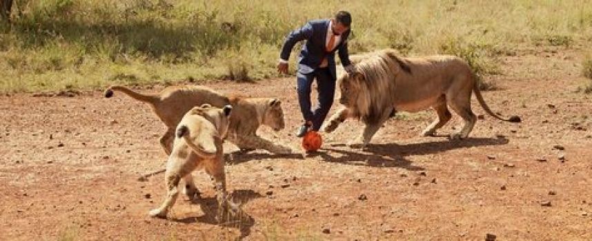 Kevin Richardson joue au foot avec des lions sauvages