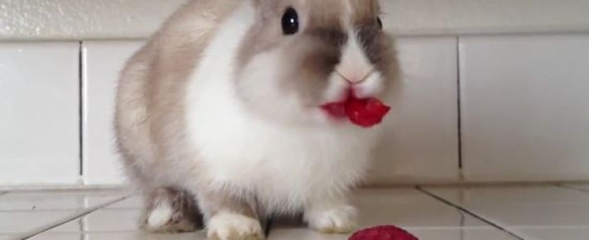 Le lapin qui mange des framboises, trop mignon !