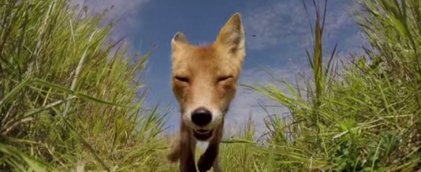 Quand un renard essaye de manger une GoPro