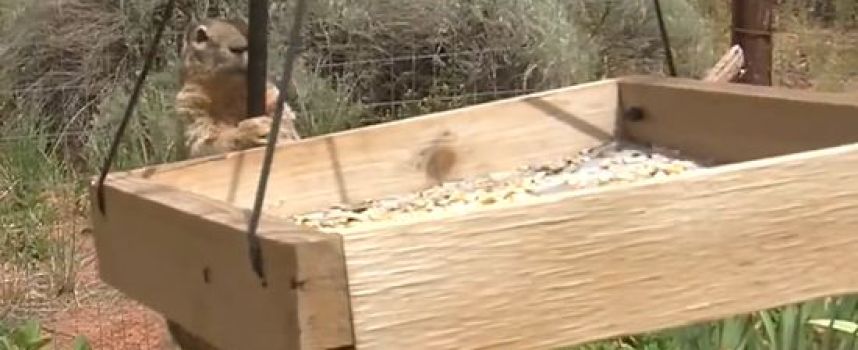 Comment empêcher un écureuil de voler la nourriture des oiseaux : la vaseline !