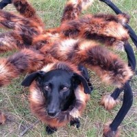 Le chien déguisé en araignée mutante géante terrifie les gens