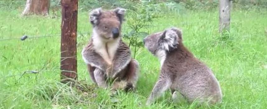 Quand deux koalas se battent, c'est trop mignon