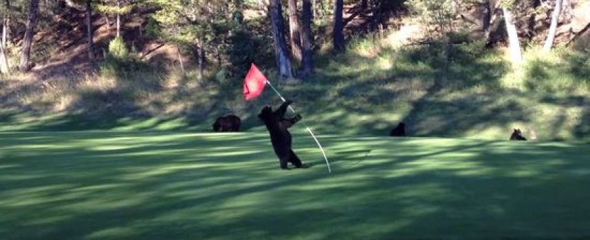 Quatre oursons jouent sur un green de golf
