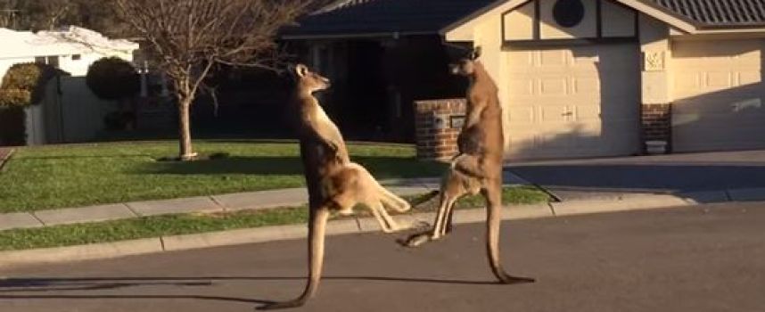 Deux kangourous se battent en pleine rue en Australie