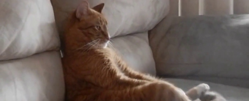 Garfield regarde un concert de Slayer assis dans son canapé