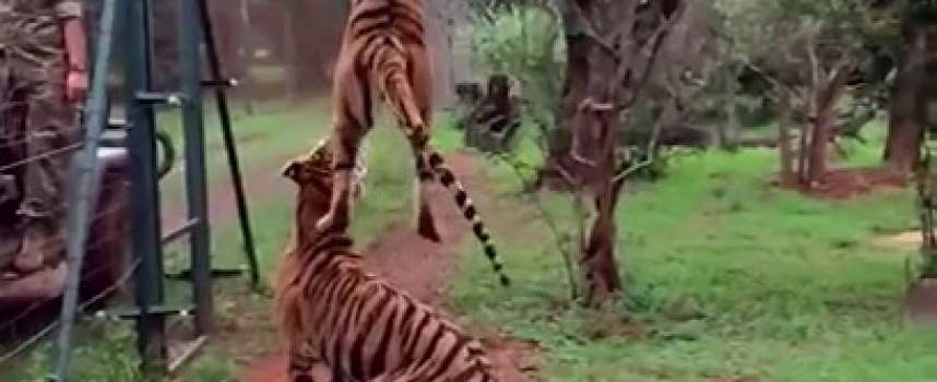 Saut d'un tigre en slowmotion pour attraper de la viande