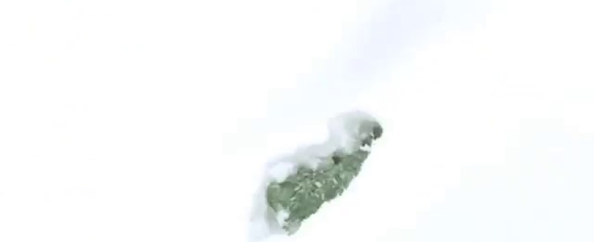 Un chihuahua dans la neige fraiche